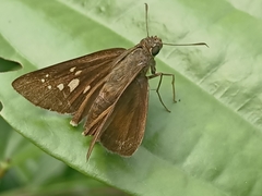 Polytremis lubricans