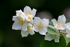Philadelphus coronarius