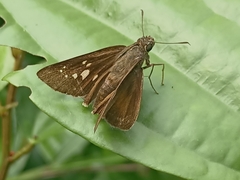 Polytremis lubricans