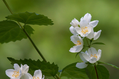 Philadelphus coronarius