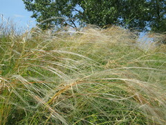 Stipa tirsa
