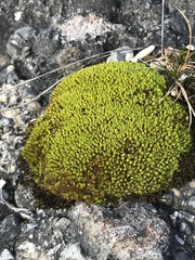 Tortella