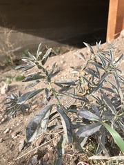 Thermopsis lanceolata