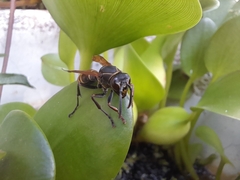Polistes cinerascens
