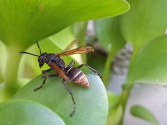Polistes cinerascens
