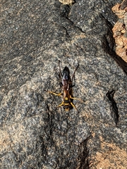 Sceliphron asiaticum