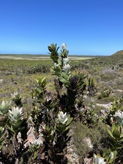Protea compacta