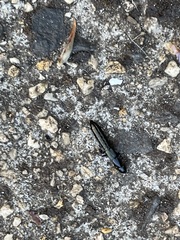 Thyreocephalus