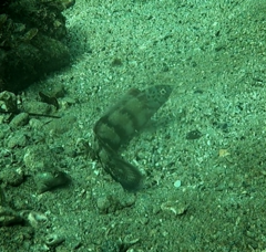 Eupetrichthys angustipes