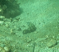 Eupetrichthys angustipes