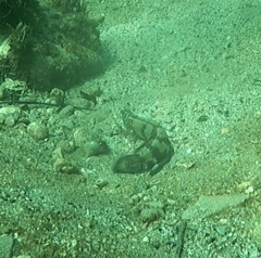 Eupetrichthys angustipes