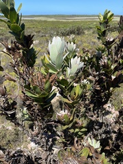 Protea compacta
