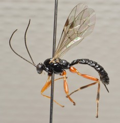 Oxyrrhexis carbonator