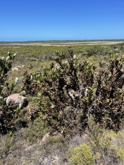 Protea compacta