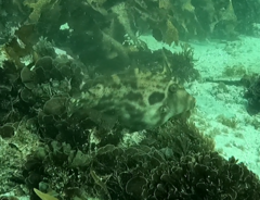 Scobinichthys granulatus