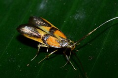 Tisis helioclina