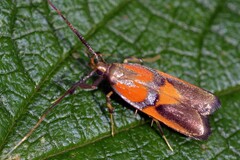 Tisis helioclina