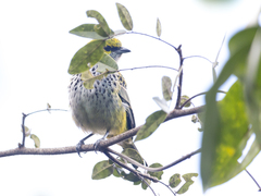 Ixothraupis guttata