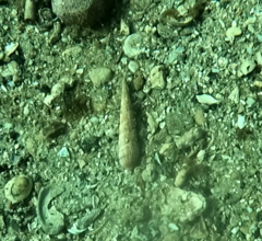 Terebridae
