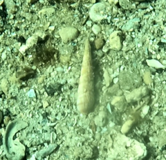 Terebridae