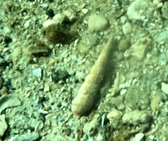 Terebridae