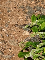 Cnemidophorus arubensis