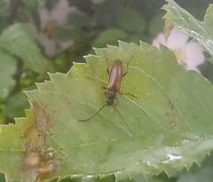 Alosterna tabacicolor