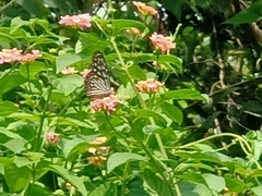 Ideopsis vulgaris