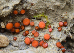 Scutellinia torrentis