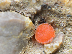 Scutellinia torrentis