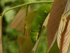 Graphium doson evemonides