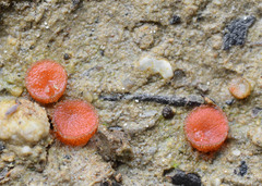 Scutellinia torrentis