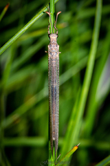 Myrmeleontidae