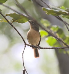 Newtonia brunneicauda