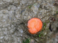 Scutellinia trechispora
