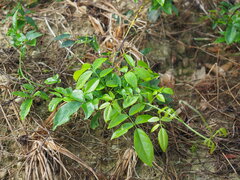 Wisteriopsis reticulata