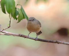 Newtonia brunneicauda