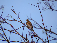 Turdus pilaris