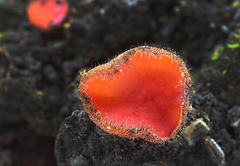Scutellinia trechispora