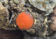 Scutellinia trechispora