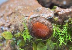 Scutellinia trechispora