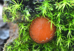Scutellinia trechispora