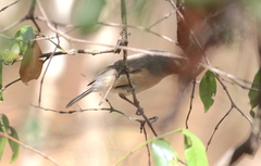 Newtonia brunneicauda
