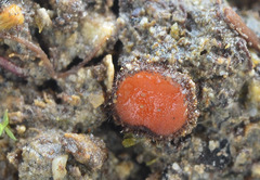 Scutellinia trechispora