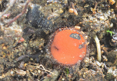 Scutellinia trechispora