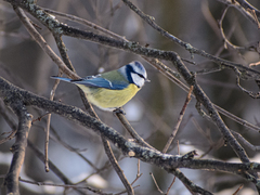 Cyanistes caeruleus