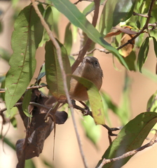 Newtonia brunneicauda