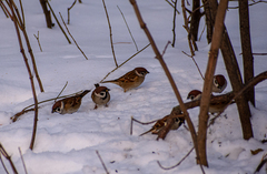 Passer montanus