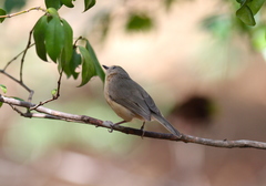 Newtonia brunneicauda
