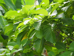 Dendrocnide meyeniana